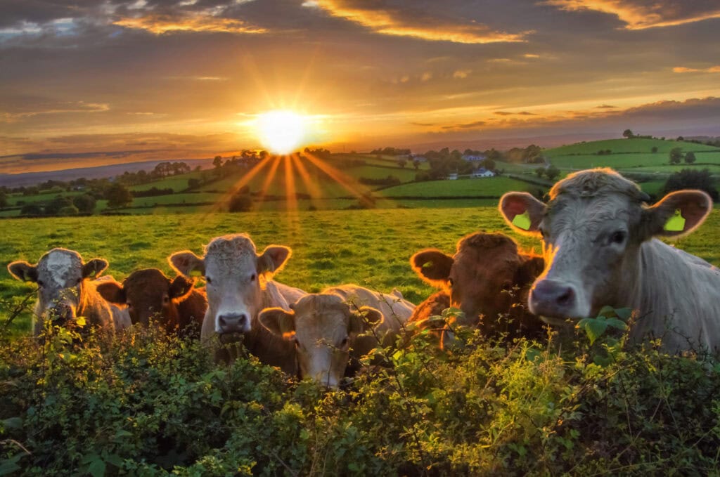 “No Data, No Milk”: Wisconsin Dairy Farmers Sue USDA Over Checkoff Program Forcing ESG Agendas That Threaten Family Farms