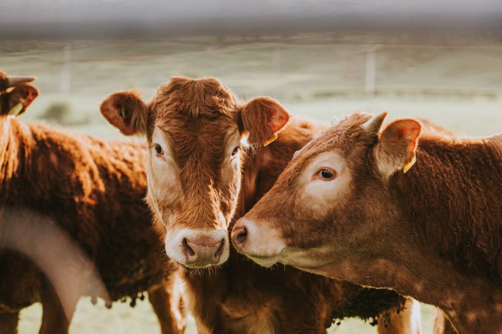 White House Moves to Let Farmers and Ranchers Process Their Own Food