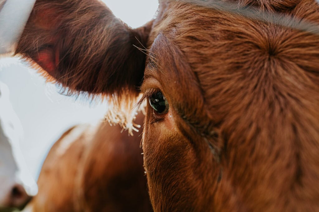 Flooding America with Foreign Ground Beef Could Permanently Shrink Wisconsin’s Farm Economy