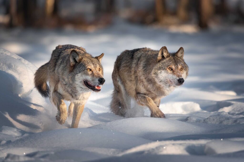 Tiffany: Trump Wolf Action a Win for Wisconsin Farmers, Rural Communities
