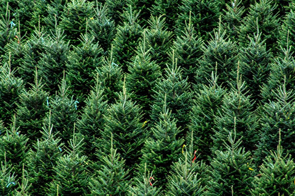 Wisconsin Farm’s Concolor Fir Chosen as 2026 White House Christmas Tree