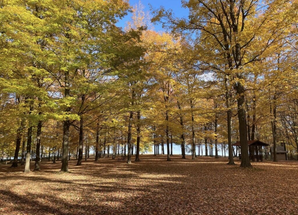 Timber Harvest Highlights Wisconsin County’s Self-Sustaining Park Model